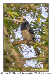 Oriental Pied Hornbill