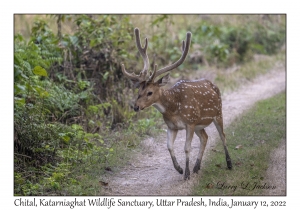 Chital