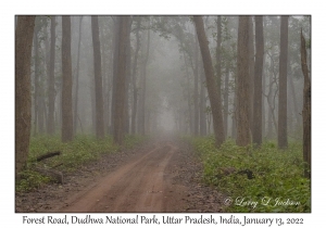 Forest Road