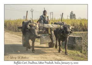 Buffalo Cart