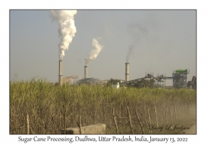 Sugar Cane Processing