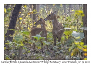 Sambar female & juvenile