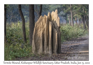 Termite Mound