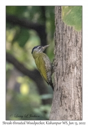 Streak-throated Woodpecker