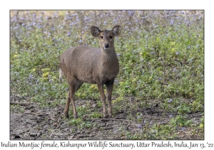 Indian Muntjac