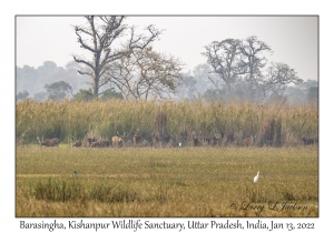 Barasingha