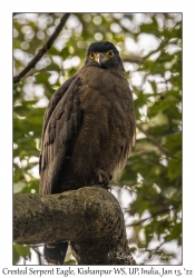 Crested Serpent Eagle