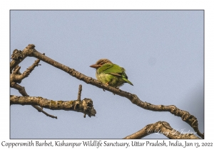 Coppersmith Barbet