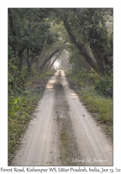 Forest Road