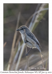 Common Stonechat