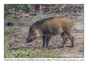 Wild Boar