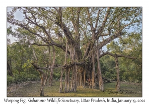 Weeping Fig