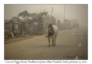 Cow on a Foggy Street