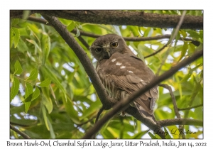 Brown Hawk-Owl