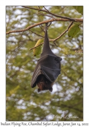 Indian Flying Fox