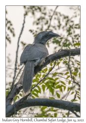 Indian Grey Hornbill