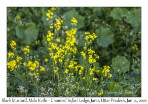 Black Mustard