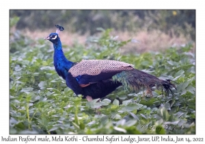 Indian Peafowl