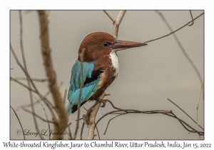 White-throated Kingfisher