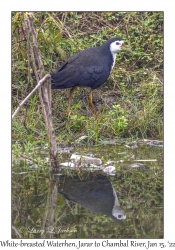 White-breasted Waterhen