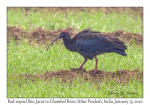 Red-naped Ibis