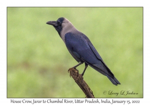 House Crow