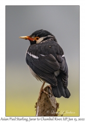 Asian Pied Starling