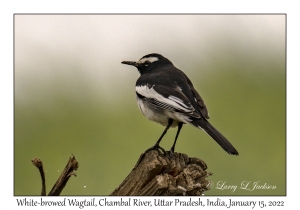 White-browed Wagtail