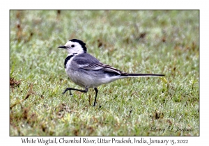 White Wagtail