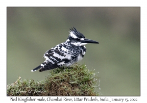 Pied Kingisher