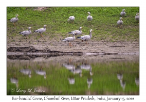 Bar-headed Geese