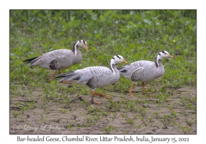 Bar-headed Geese