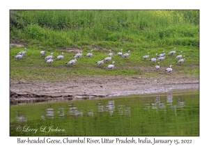 Bar-headed Geese