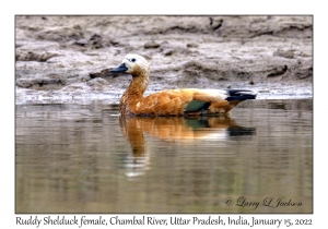 Ruddy Shelduck