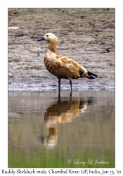 Ruddy Shelduck