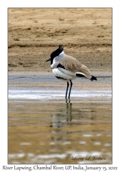 River Lapwing