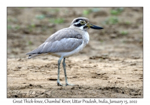 Great Thick-knee