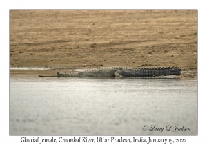 Gharial