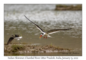 Indian Skimmer