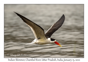 Indian Skimmer