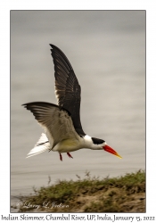 Indian Skimmer