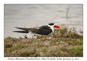 Indian Skimmer