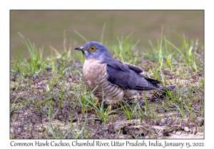 Common Hawk Cuckoo