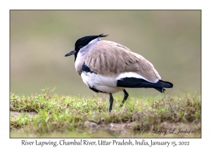 River Lapwing