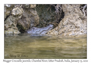 Mugger Crocodile