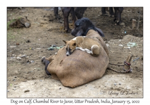 Dog on Buffalo Calf