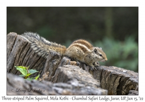 Three-striped Palm Squirrel