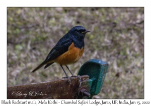 Black Redstart male