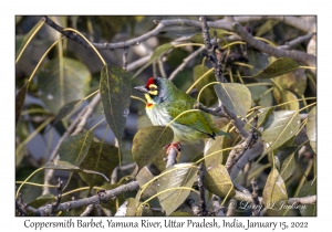 Coppersmith Barbet