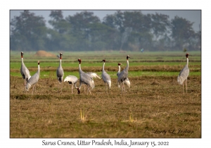 Sarus Cranes